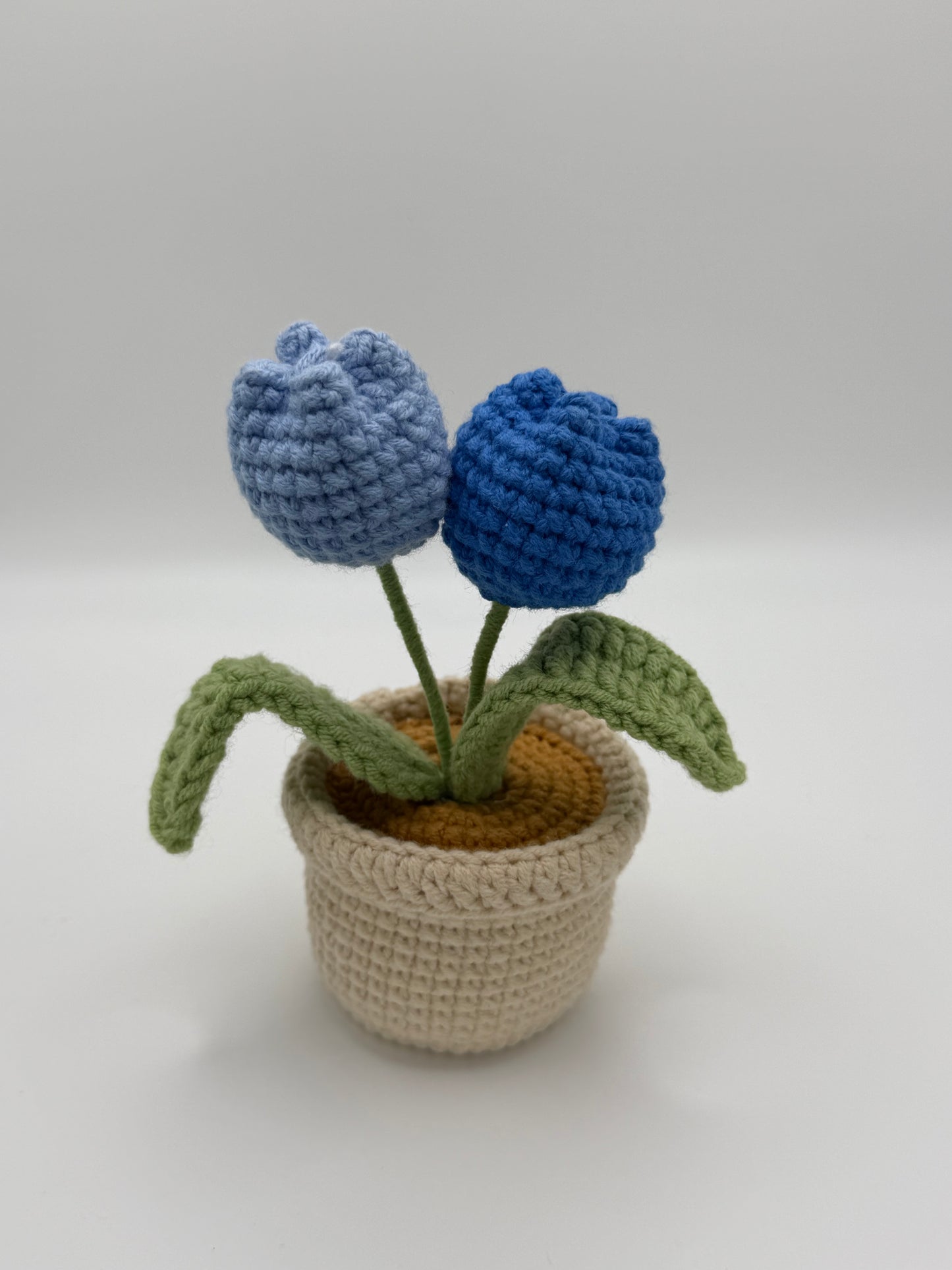 Baby Tulips