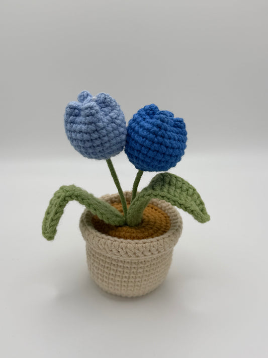 Baby Tulips