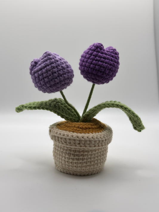 Baby Tulips