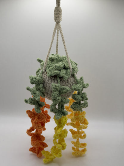 Hanging Succulant