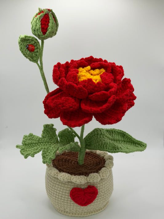 Red Lady Bug Flower